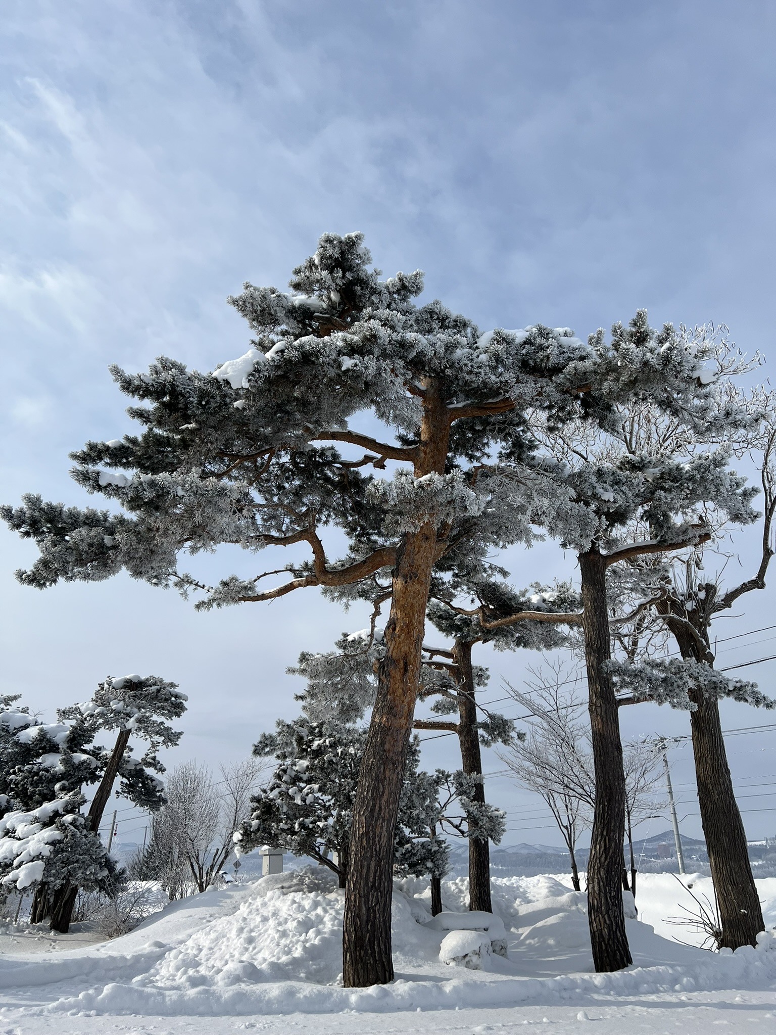 Tall wind-shaped pines against a pale sky near the coast.